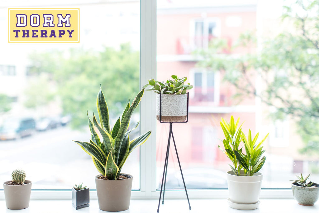 Everything to Know About Keeping Plants Alive in Your Dorm Room